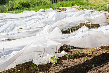 Tomatoes covered from summer hail in urban garden.の写真素材