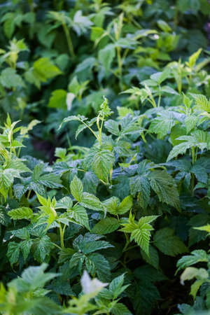 Tow of raspberry plants in urban garden.の写真素材