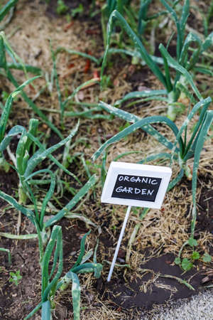 Early summer planting in urban garden.の写真素材