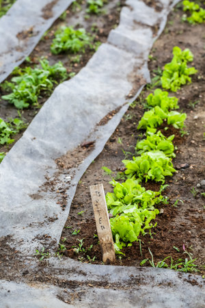 Early summer planting in urban garden.