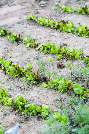 Early summer planting in urban garden.の写真素材