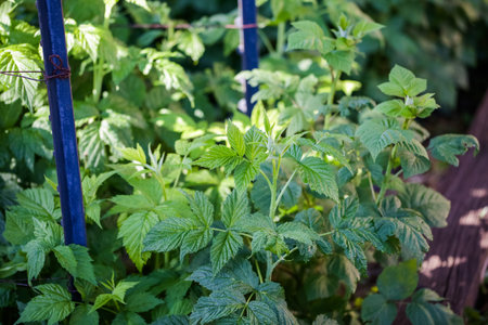 Tow of raspberry plants in urban garden.
