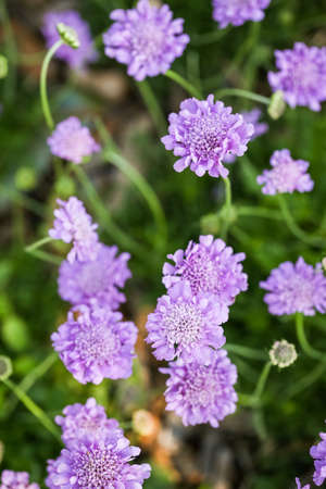 Blooming purple flowers in the summer garden.の写真素材