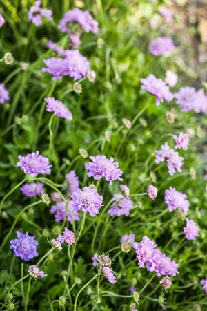 Blooming purple flowers in the summer garden.の写真素材