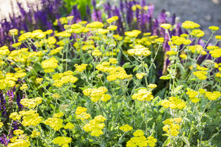 Blooming yellow yarrow in the summer garden.の写真素材