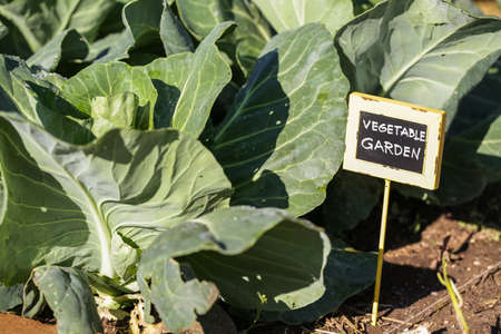 Early summer in urban vegetable garden.の写真素材