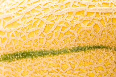 Close up of organic musk melon.の写真素材