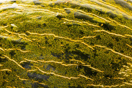 Close up of organic Piel de Sapo melon.の写真素材