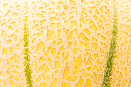 Close up of organic musk melon.