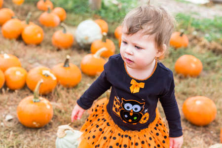 Cute baby girl picking her pumpkin for Halloween.の写真素材