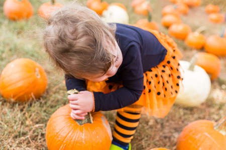 Cute baby girl picking her pumpkin for Halloween.の写真素材