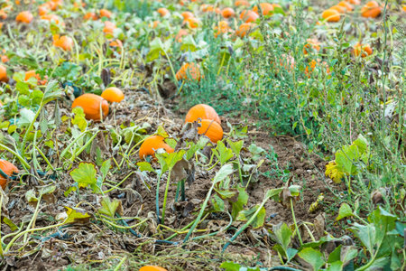 Orange pumpkins on the pumpkin patch.