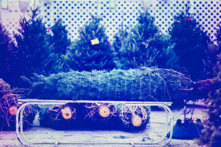 Beautiful fresh cut Christmas trees at Christmas tree farm.の写真素材