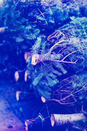 Beautiful fresh cut Christmas trees at Christmas tree farm.の写真素材