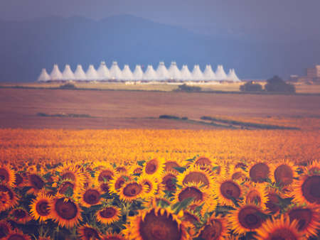 Sunflower field with Denver International Airport in the background.の写真素材