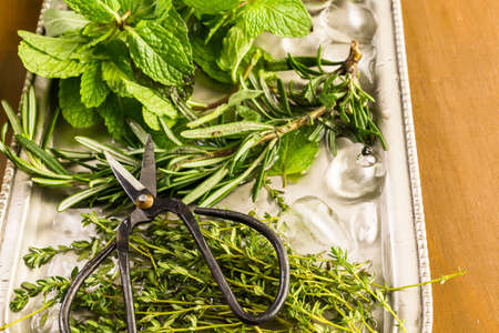 Tray with fresh mint, rosemary, thyme, and sage.の写真素材