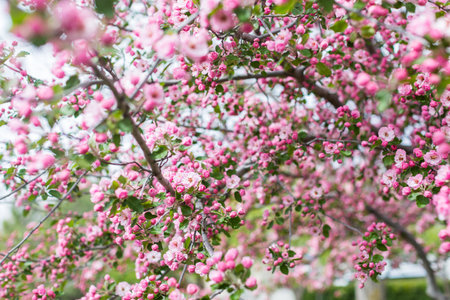 Pink cherry blossom in early Spring.