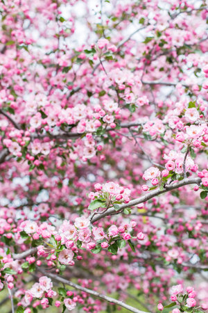 Pink cherry blossom in early Spring.