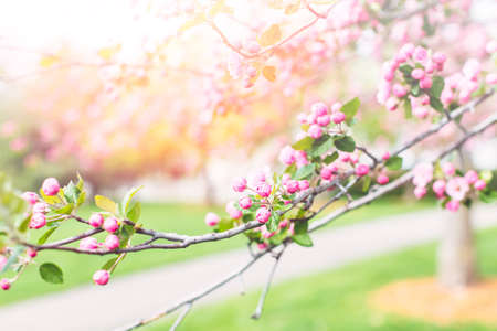 Pink cherry blossom in early Spring.の写真素材