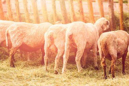 Sheep outside on the farm in the Summer.