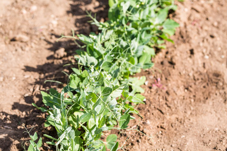 Organic vegetable community garden in early Summer.