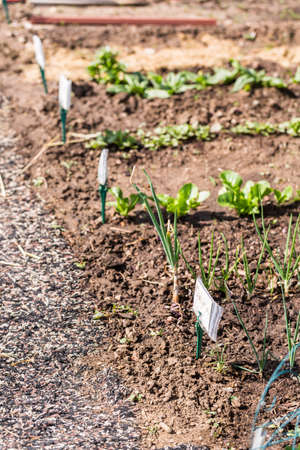 Organic vegetable community garden in early Summer.の写真素材