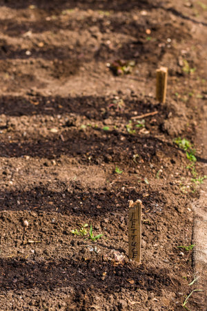 Organic vegetable community garden in early Summer.の写真素材