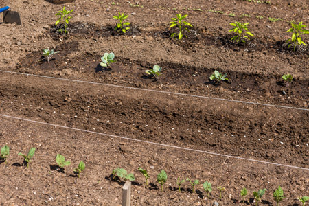 Organic vegetable community garden in early Summer.の写真素材