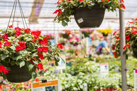 Abundance of colorful flowers at the garden center in Early Summer.の写真素材