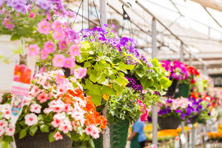 Abundance of colorful flowers at the garden center in Early Summer.の写真素材