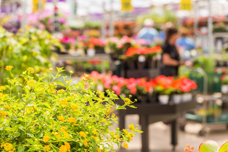 Abundance of colorful flowers at the garden center in Early Summer.の写真素材