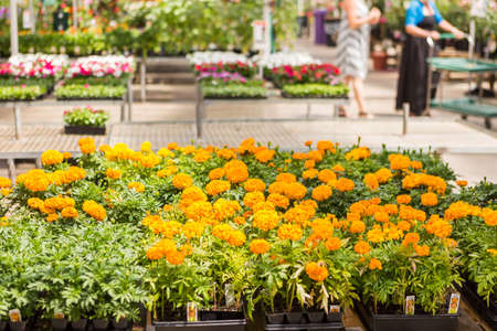 Abundance of colorful flowers at the garden center in Early Summer.の写真素材