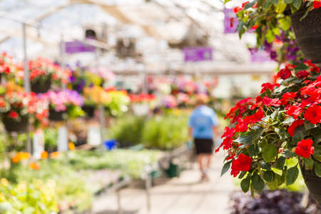 Abundance of colorful flowers at the garden center in Early Summer.の写真素材