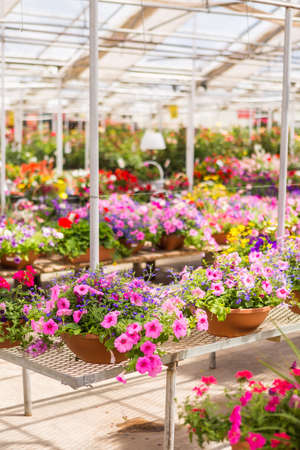 Abundance of colorful flowers at the garden center in Early Summer.の写真素材