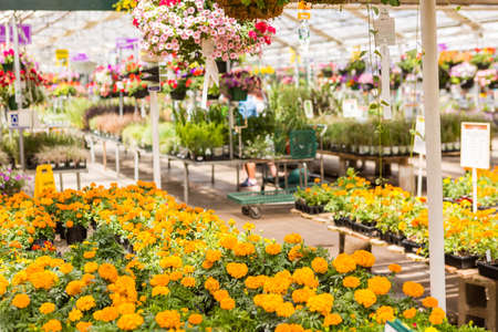 Abundance of colorful flowers at the garden center in Early Summer.の写真素材