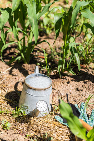 Small organic vegetable garden in urban agea.の写真素材