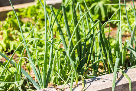 Small organic vegetable garden in urban agea.の写真素材