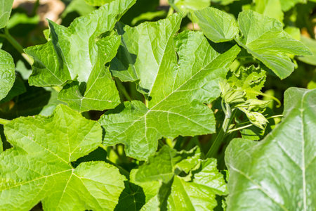 Small organic vegetable garden in urban agea.の写真素材