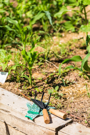 Small organic vegetable garden in urban agea.