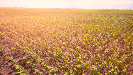 Aerial view of blooming sunflower fields.の写真素材