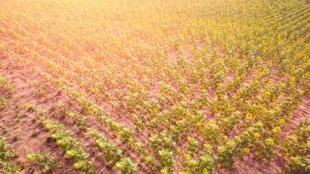 Aerial view of blooming sunflower fields.の写真素材