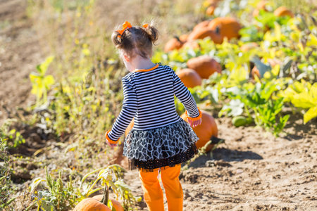 Cute toddler looking for perfect pumpkin at the pumpkin patch.