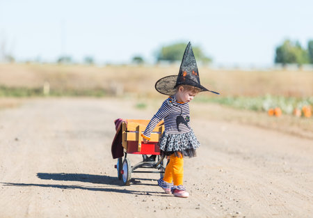 Cute toddler looking for perfect pumpkin at the pumpkin patch.