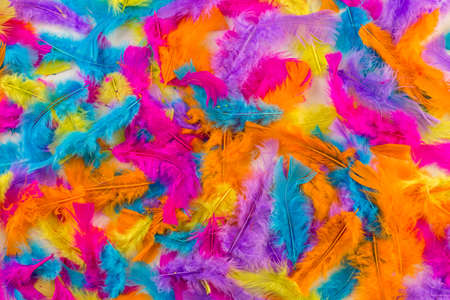 Rainbow Gay Pride feathers on a white background.の写真素材