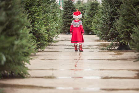 Little girl in red dress on the Christmas tree farm.の写真素材