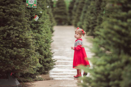 Little girl in red dress on the Christmas tree farm.の写真素材