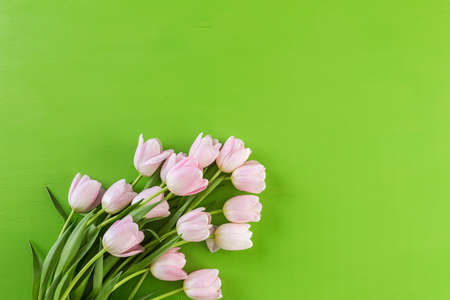 Bouquet of pink tulips on a green background.の写真素材