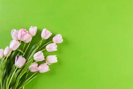 Bouquet of pink tulips on a green background.の写真素材