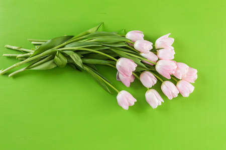 Bouquet of pink tulips on a green background.の写真素材