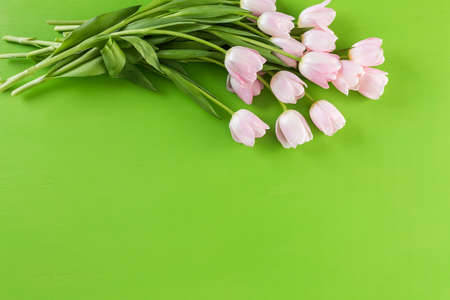 Bouquet of pink tulips on a green background.の写真素材